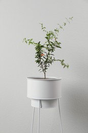 Pomegranate plant with green leaves in pot on stand near beige wall