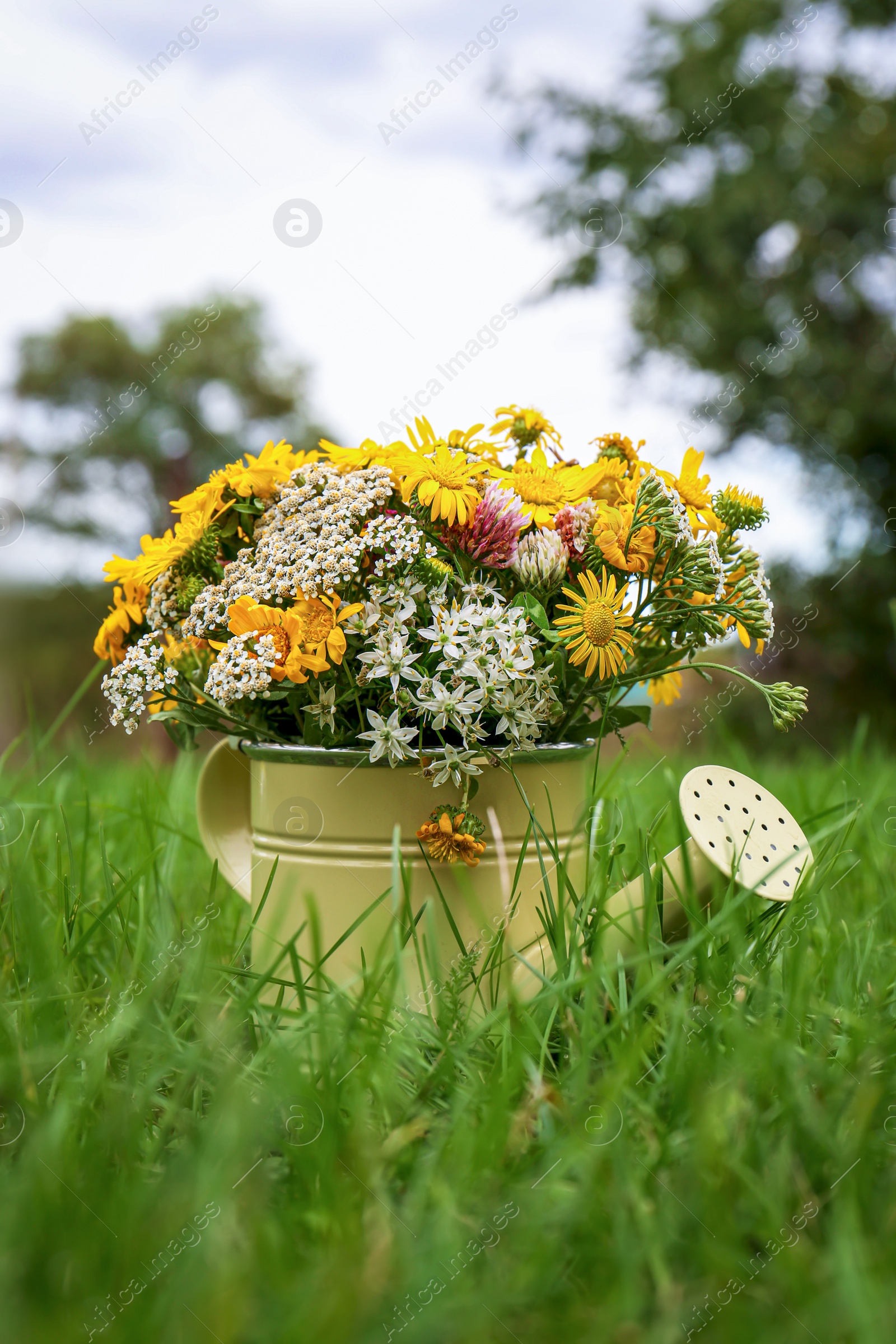 Photo of Pale yellow watering can with beautiful flowers on green grass outdoors