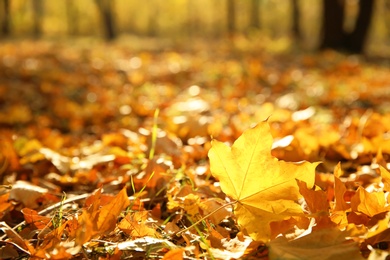 Autumn leaves on ground in beautiful park