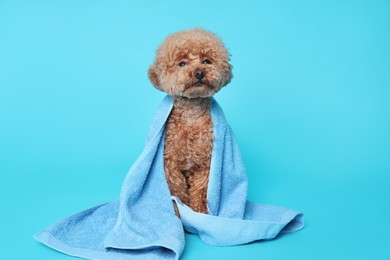 Cute Maltipoo dog wrapped in towel on light blue background