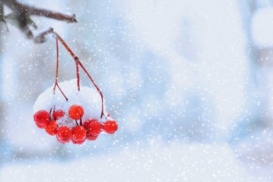 Image of Red rowan berries on tree branch covered with snow outdoors on cold winter day, space for text