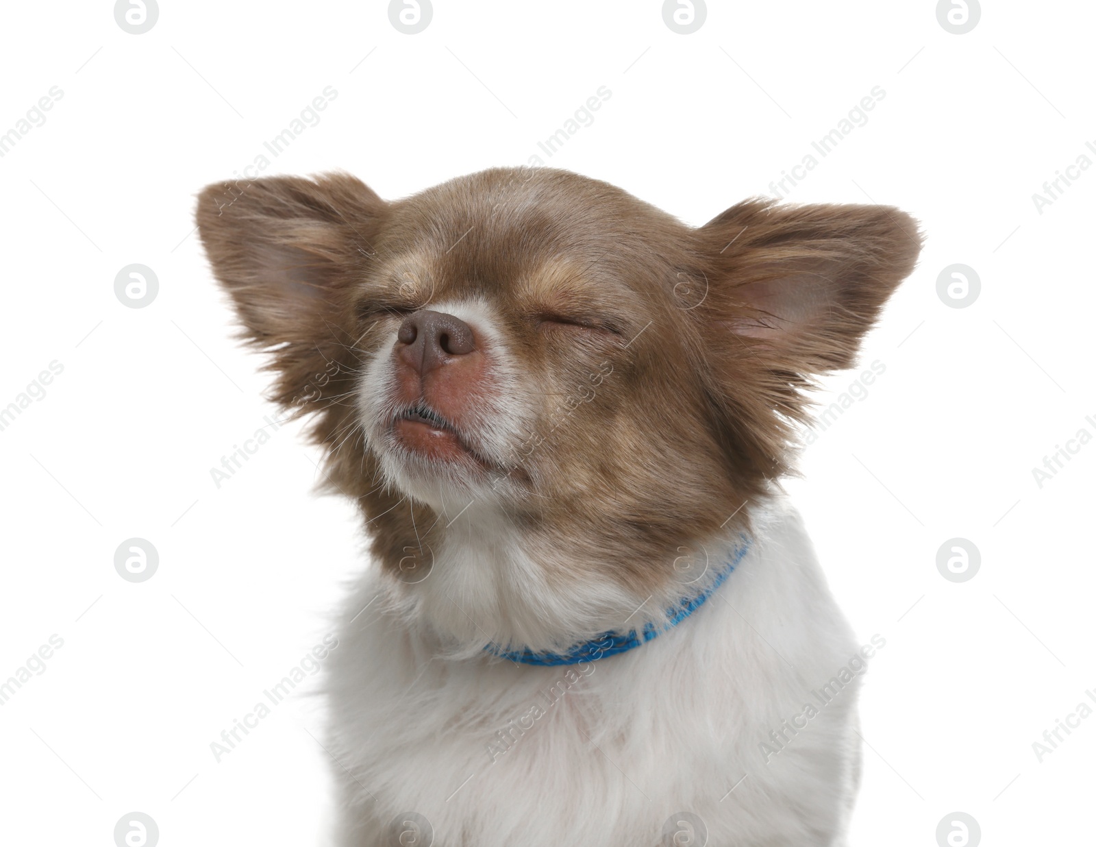 Photo of Adorable Chihuahua in dog collar on white background