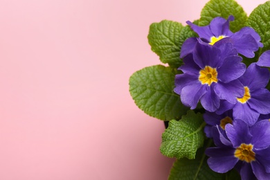 Photo of Beautiful primula (primrose) plant with purple flowers on pink background, top view and space for text. Spring blossom