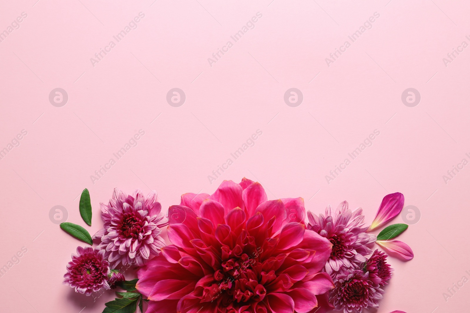 Photo of Flat lay composition with beautiful dahlia flowers and space for text on color background