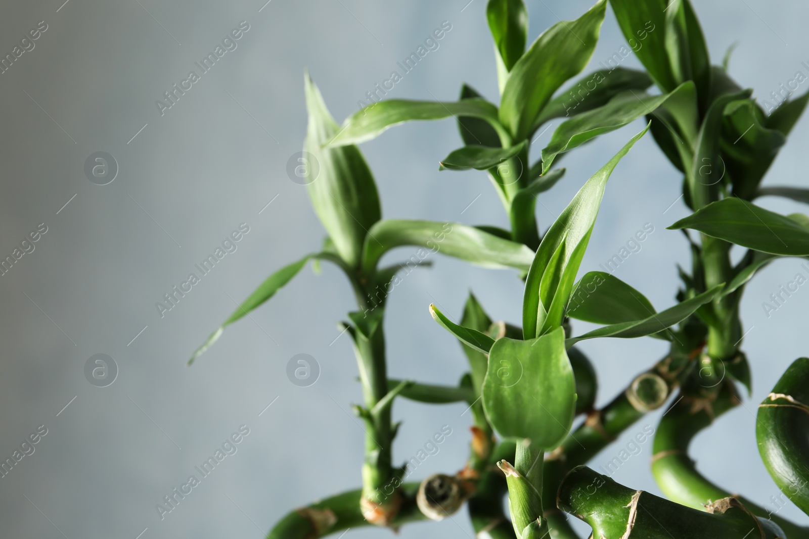Photo of Green bamboo plant on color background, closeup
