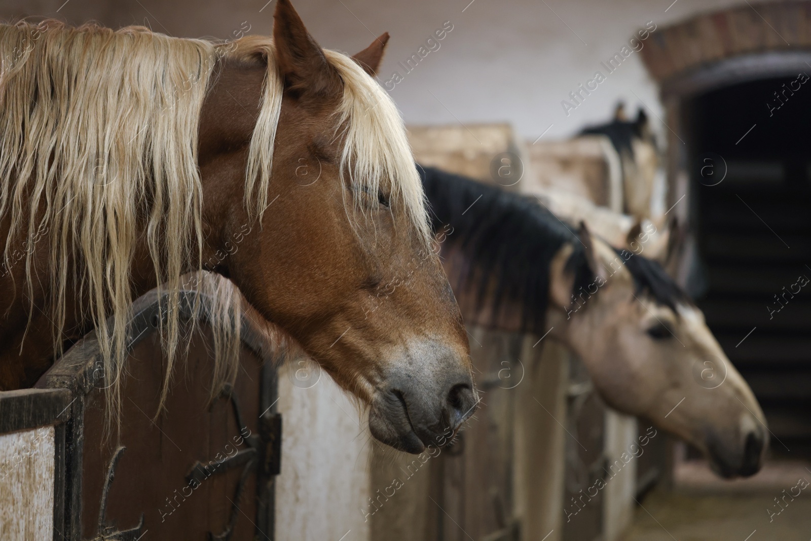 Photo of Adorable horses in stable, space for text. Lovely domesticated pet