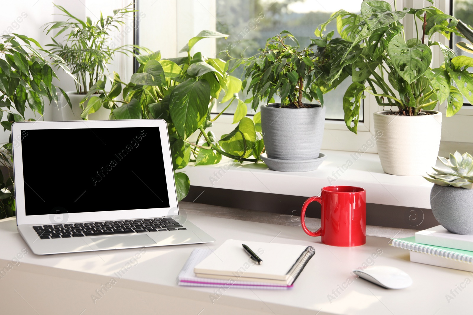 Photo of Laptop, red cup and notebooks on white desk near window sill with beautiful houseplants