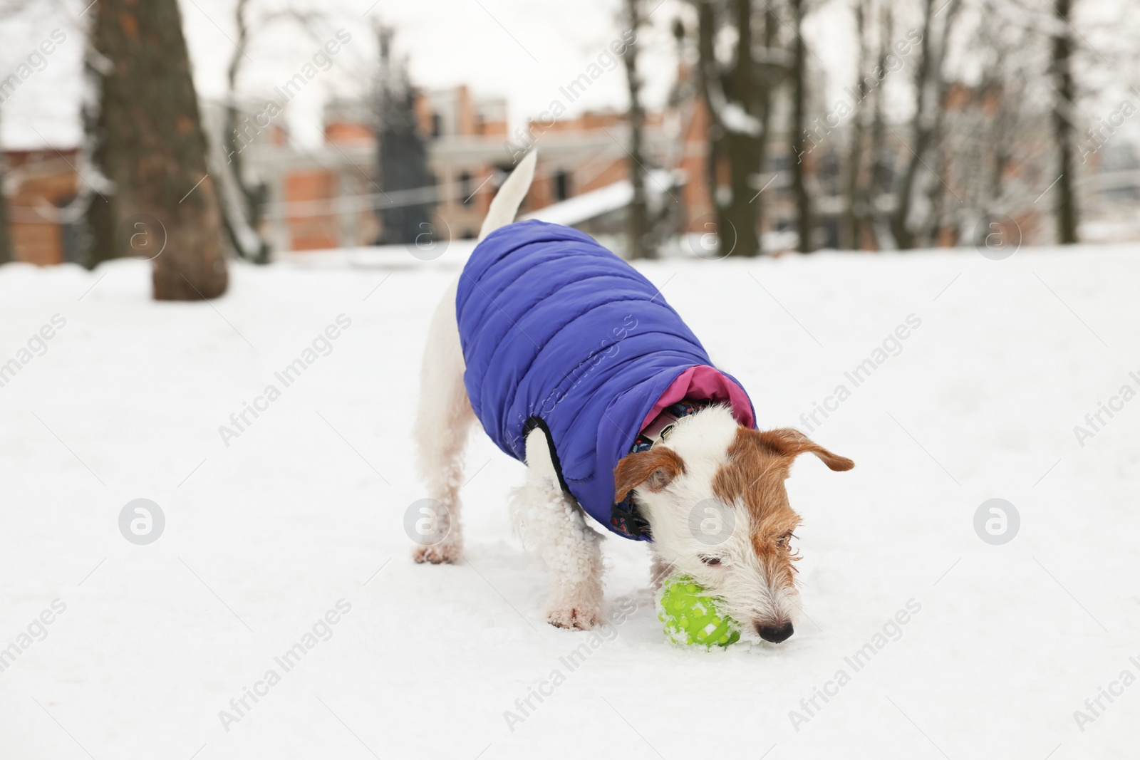 Photo of Cute Jack Russell Terrier playing with toy ball in snowy park