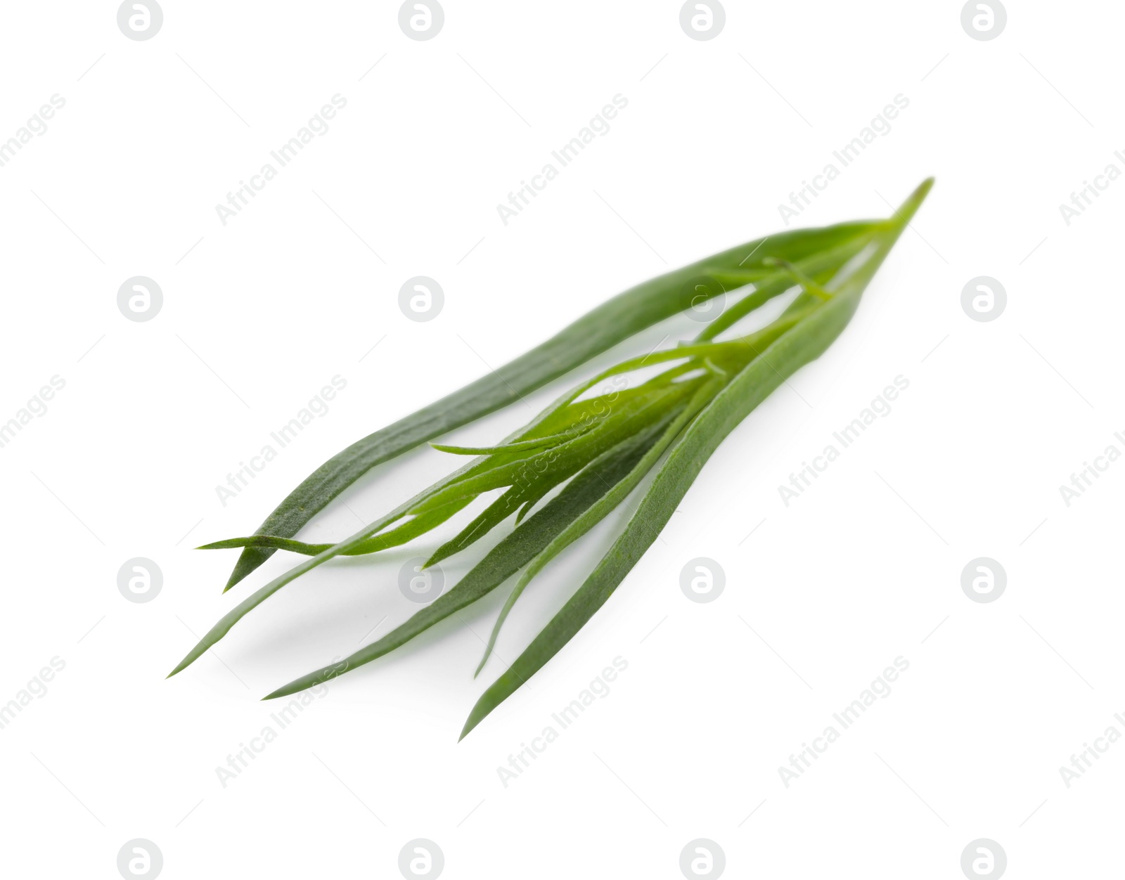 Photo of One sprig of fresh tarragon on white background