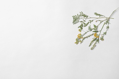 Photo of Wild dried meadow flowers on white background, top view