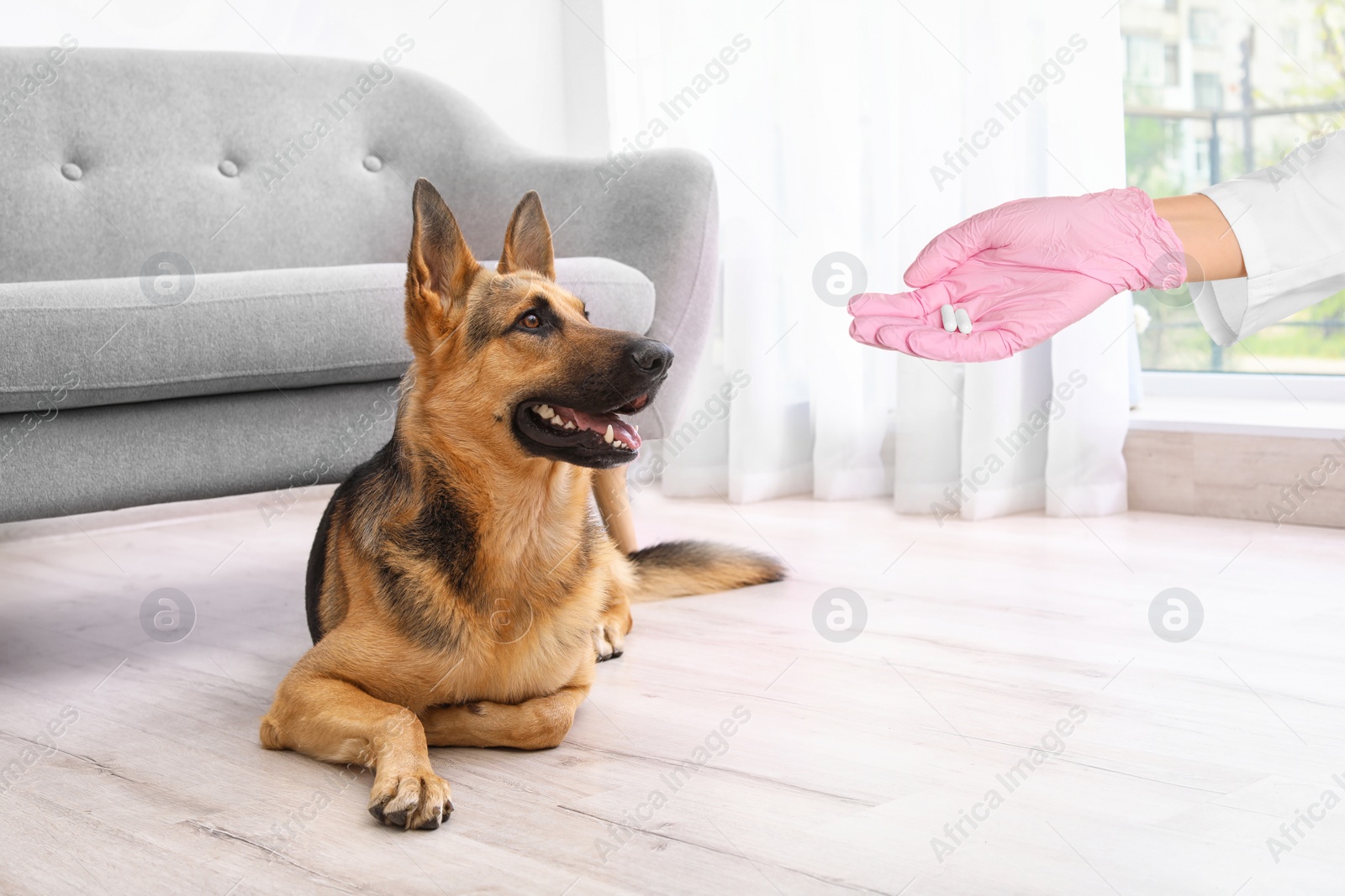 Image of Deworming. Veterinarian with anthelmintic drug and cute German Shepherd dog in room, closeup