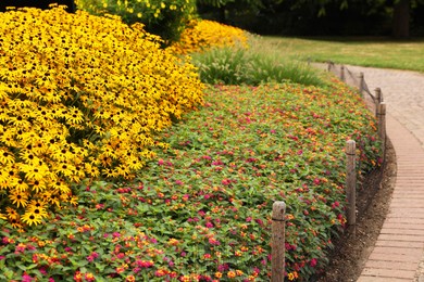 Photo of Beautiful blooming yellow coneflowers in garden outdoors