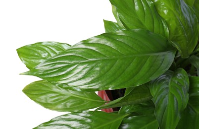 Photo of Beautiful Spathiphyllum plant with green leaves isolated on white, closeup