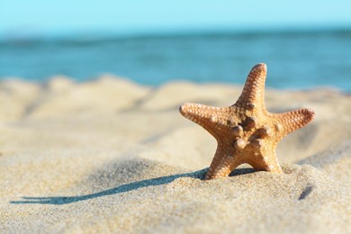 Photo of Beautiful starfish on sandy beach near sea, closeup. Space for text