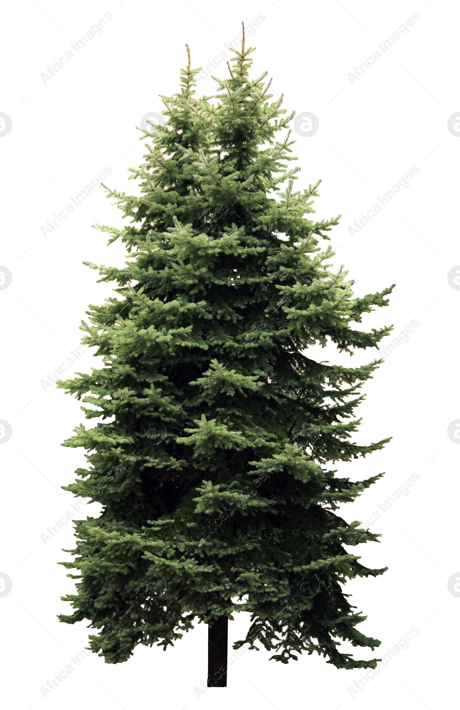 Image of Beautiful evergreen fir tree on white background