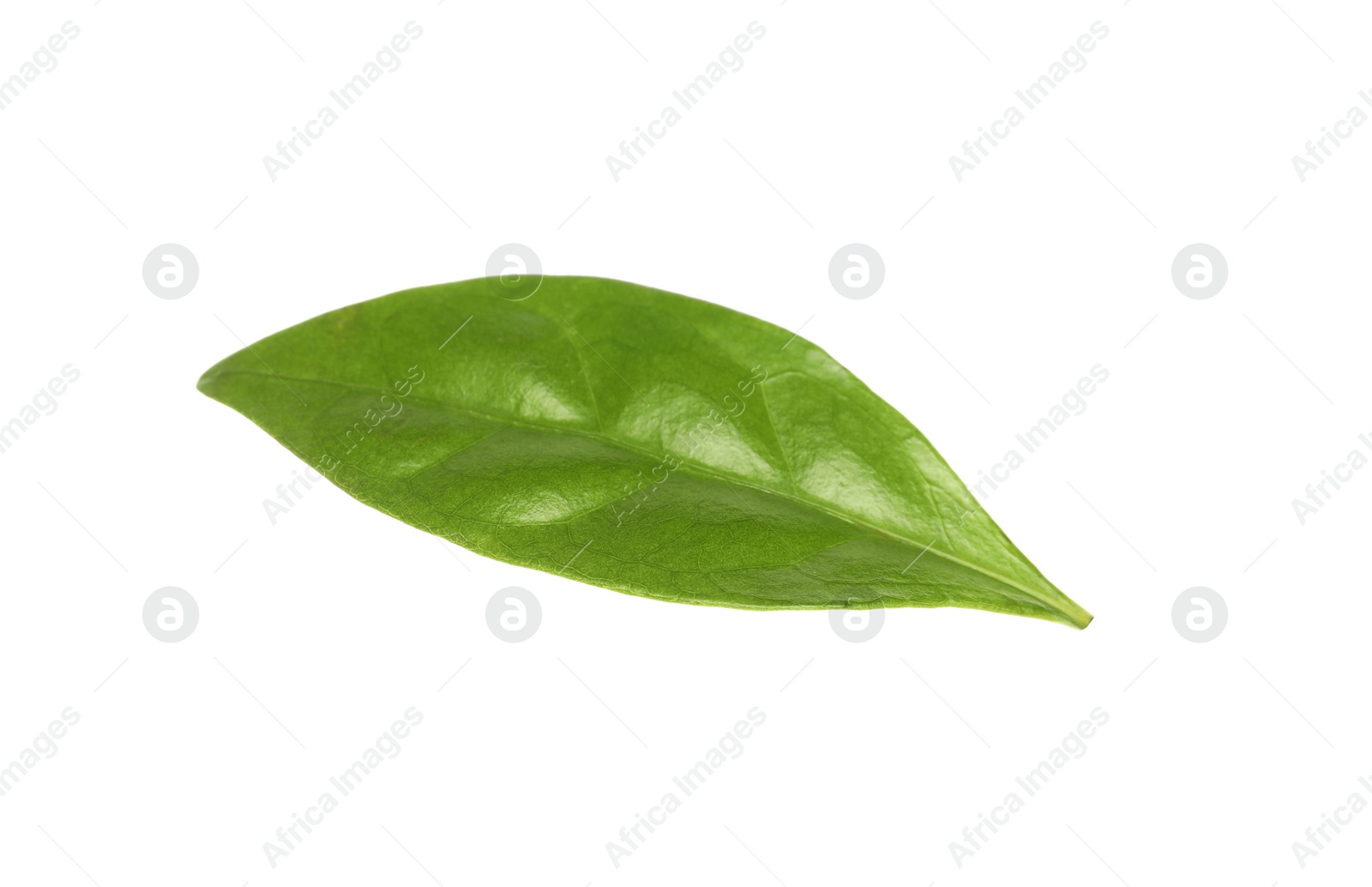 Photo of Fresh green coffee leaf isolated on white