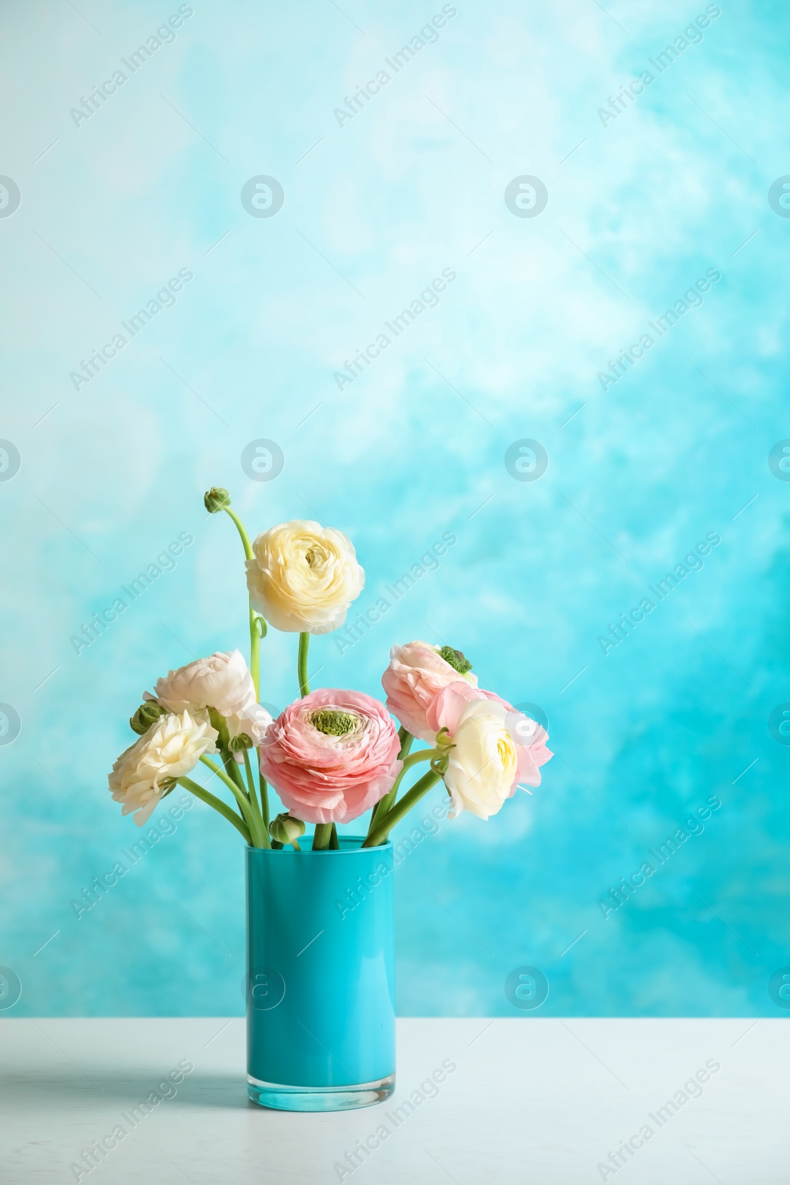 Photo of Vase with beautiful ranunculus flowers on color background