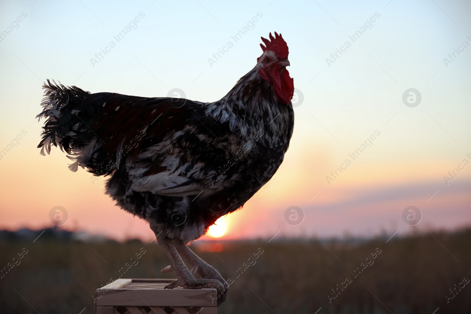 Photo of Big domestic rooster on wooden stand at sunrise. Morning time