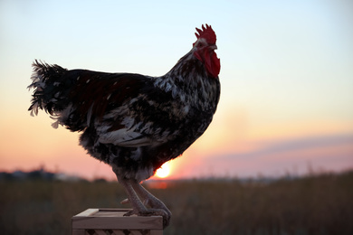 Big domestic rooster on wooden stand at sunrise. Morning time
