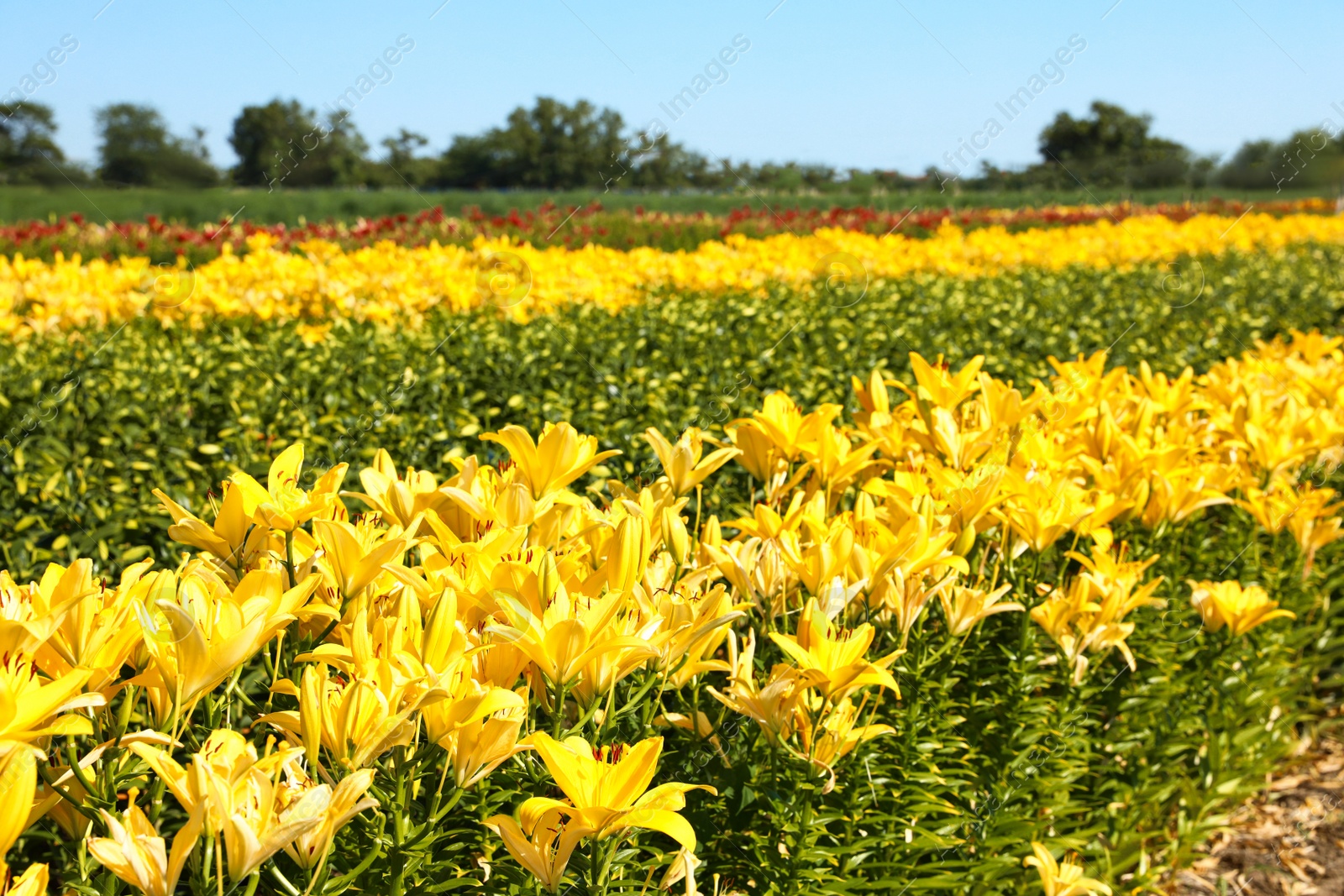 Photo of Beautiful bright yellow lilies growing at flower field