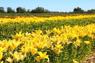 Beautiful bright yellow lilies growing at flower field