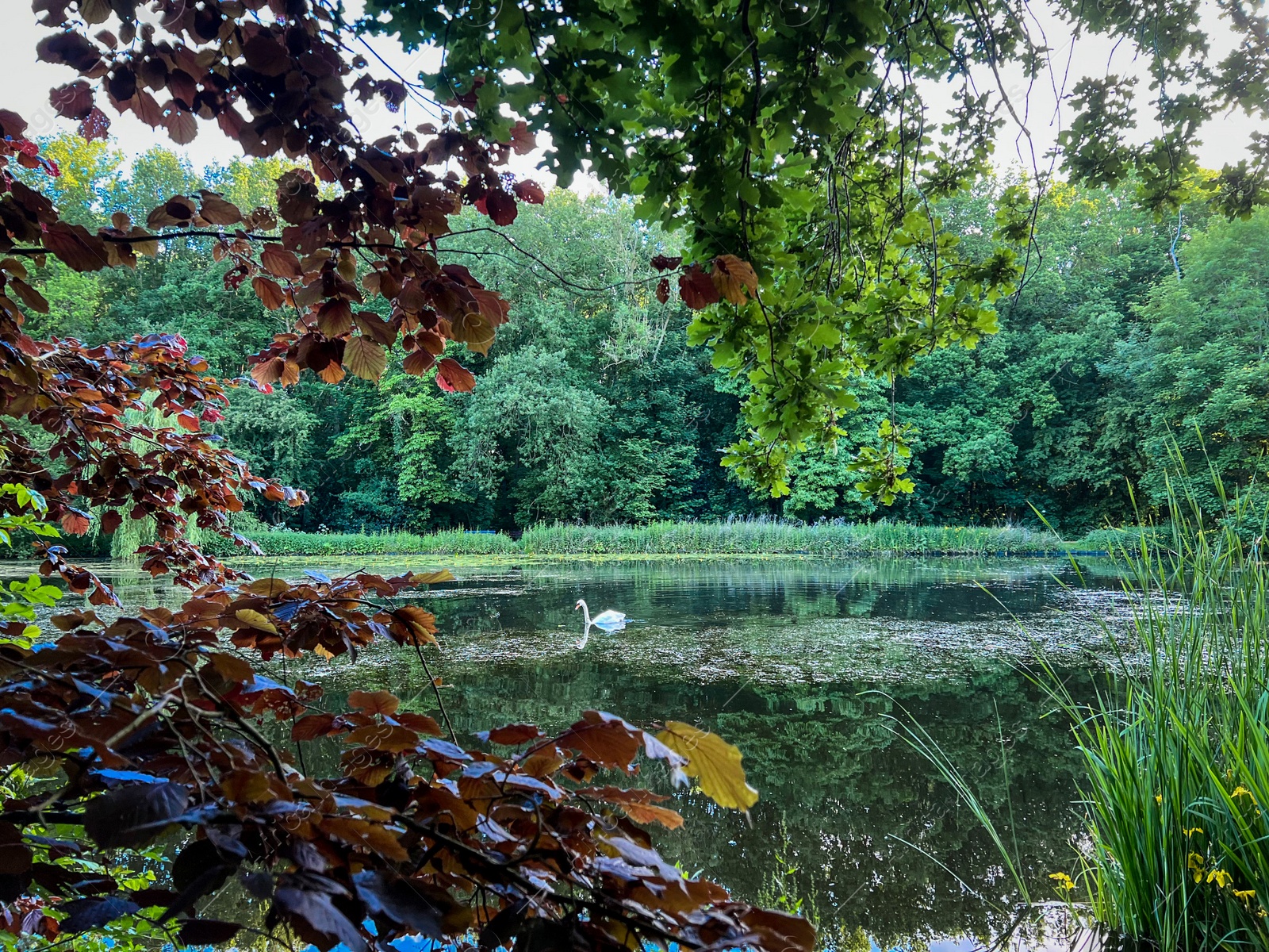 Photo of Beautiful white swan swimming in clean pond