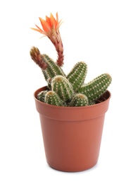 Cactus (Echinopsis chamaecereus) with beautiful red flower in pot on white background