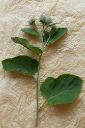 Photo of Fresh green burdock leaves and flowers on parchment, top view