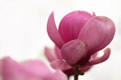 Photo of Closeup view of beautiful blooming magnolia tree outdoors. Space for text