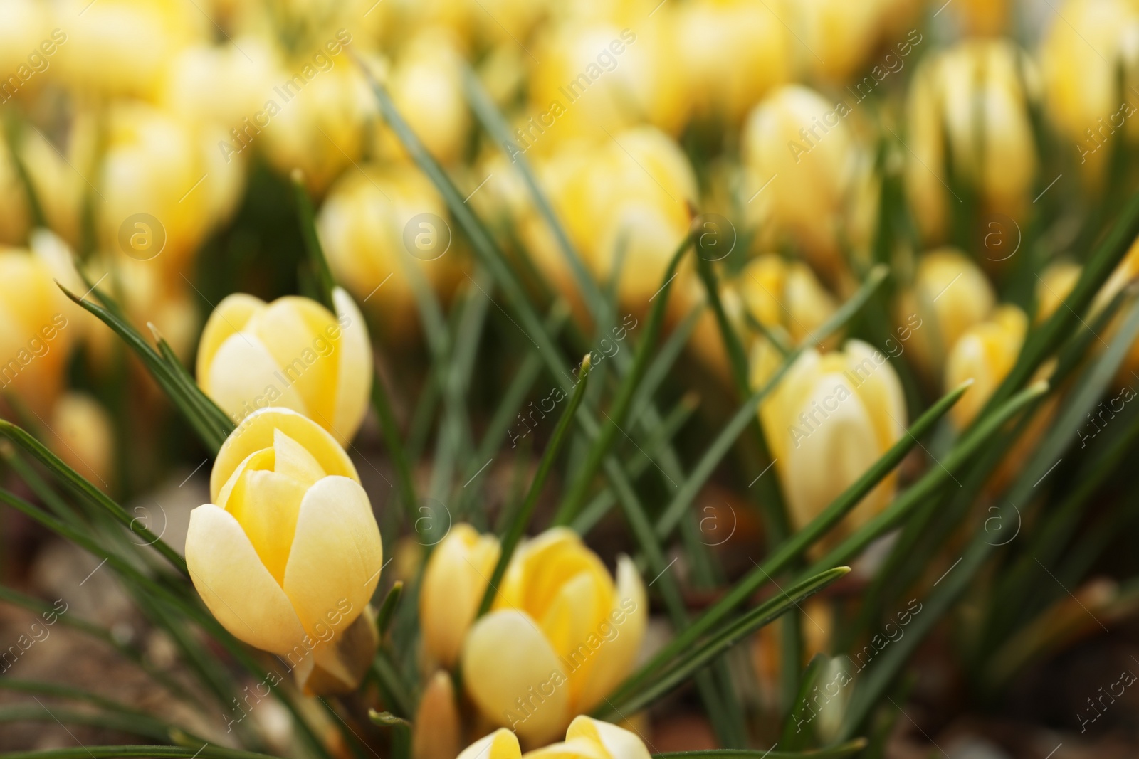 Photo of Beautiful yellow crocus flowers growing in garden, closeup