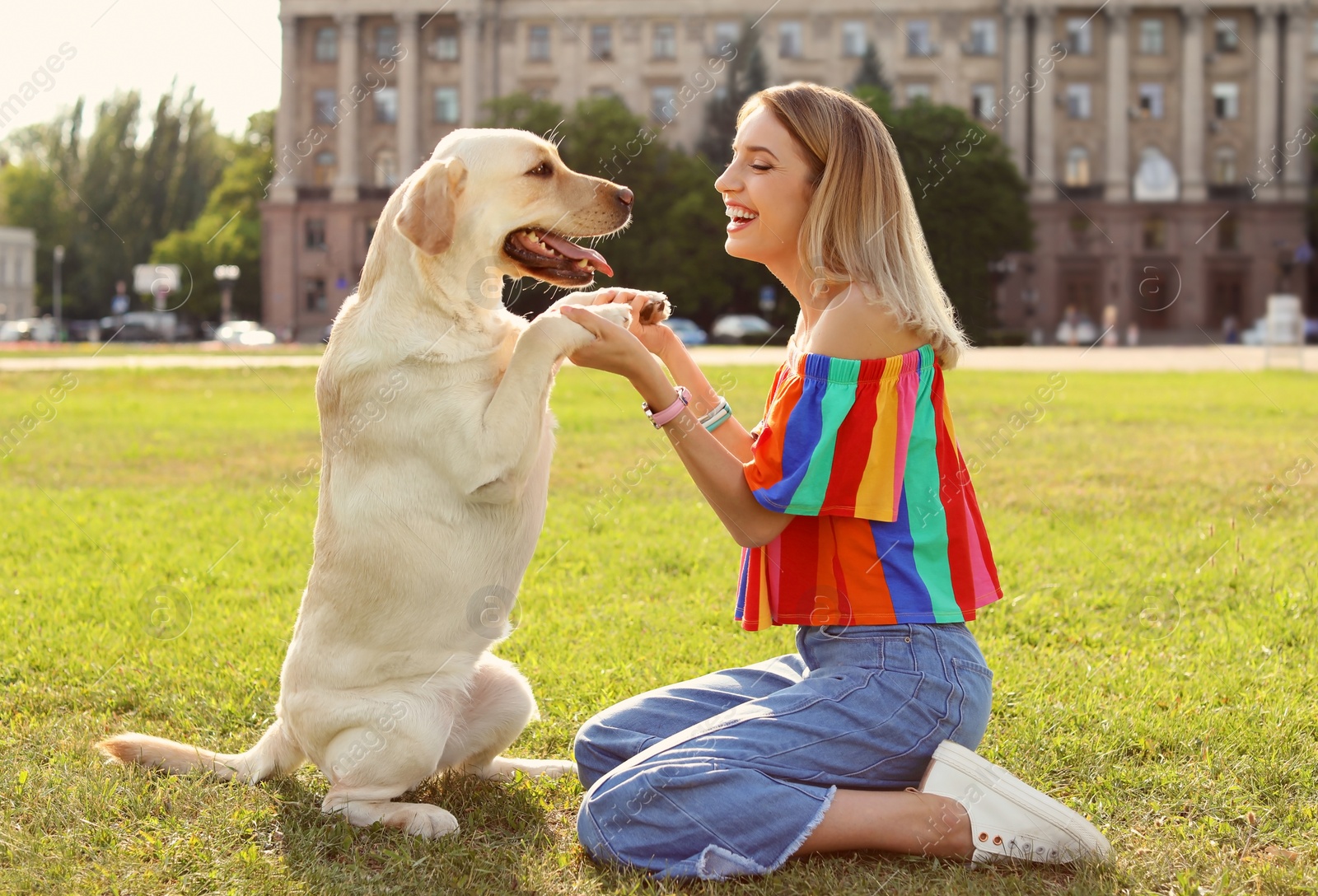 Photo of Cute yellow labrador retriever with owner outdoors