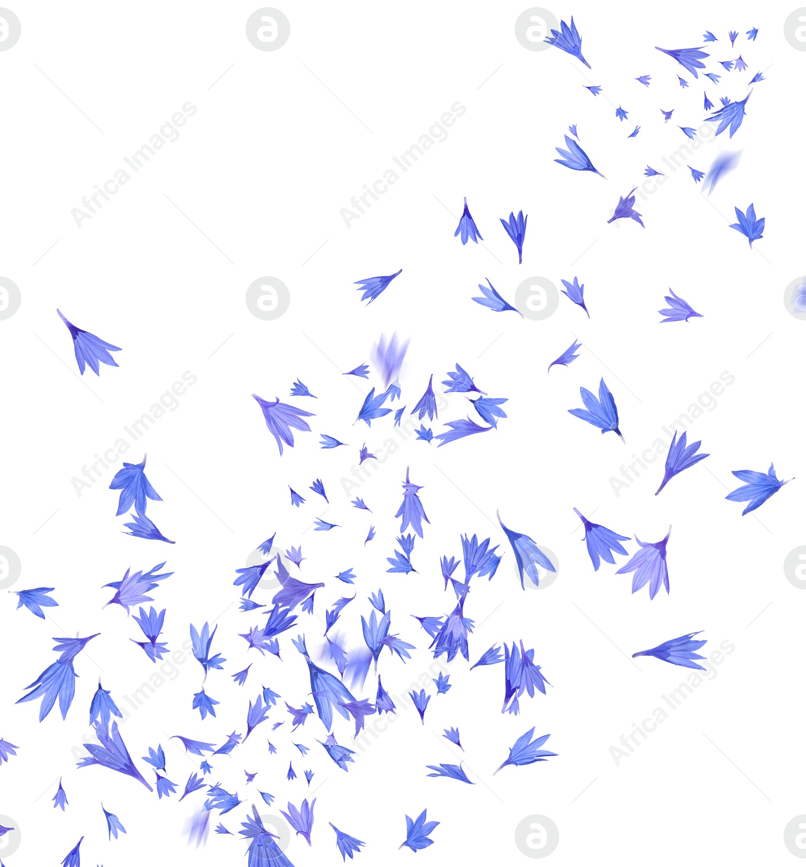 Image of Beautiful tender blue cornflower petals flying on white background