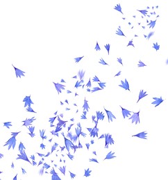 Image of Beautiful tender blue cornflower petals flying on white background