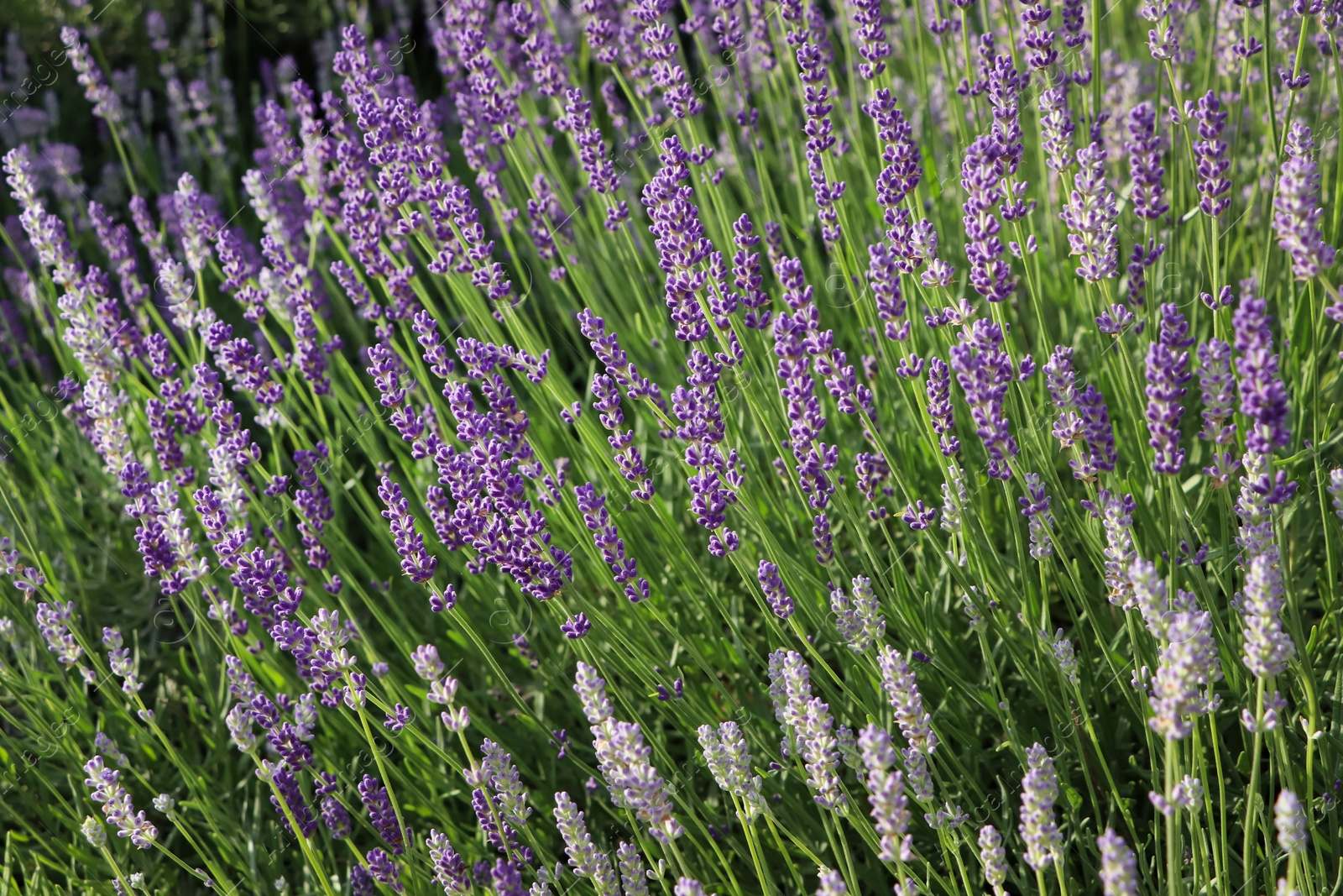 Photo of Beautiful blooming lavender plants in field on sunny day