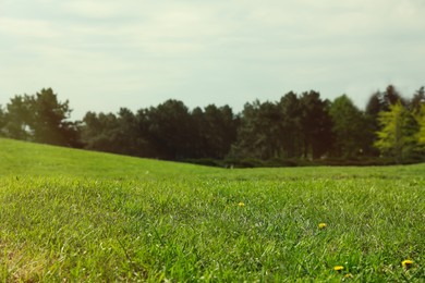 Lush green grass outdoors on sunny day