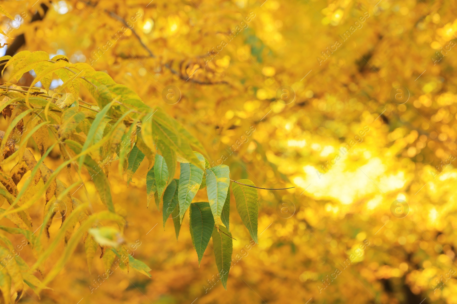 Photo of Picturesque view of leaves on tree in autumn, closeup. Space for text