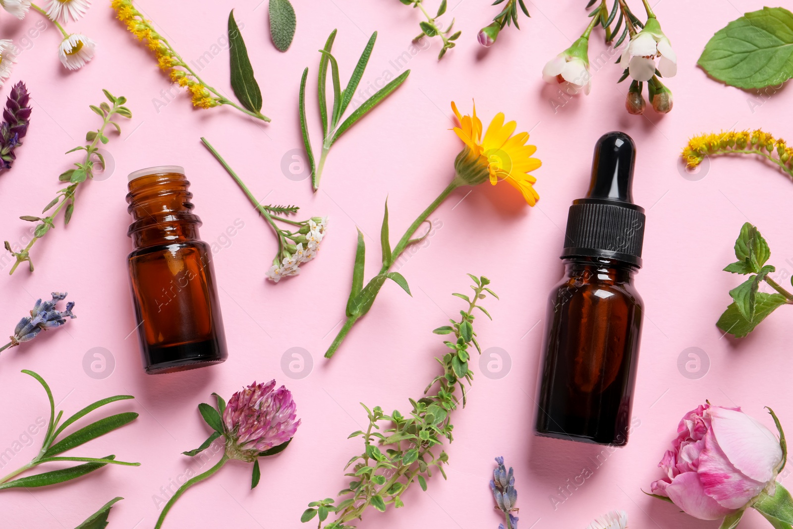 Photo of Bottles of essential oils, different herbs and flowers on pink background, flat lay