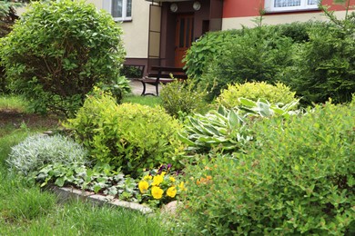 Photo of Beautiful flowerbed with different plants on city street. Gardening and landscaping