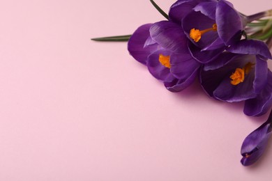 Beautiful purple crocus flowers on pink background, closeup. Space for text