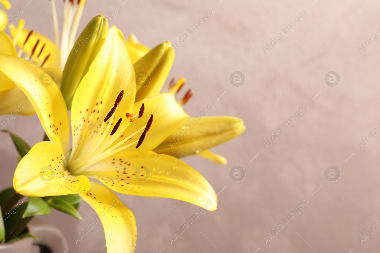 Photo of Beautiful blooming lily flower on color background