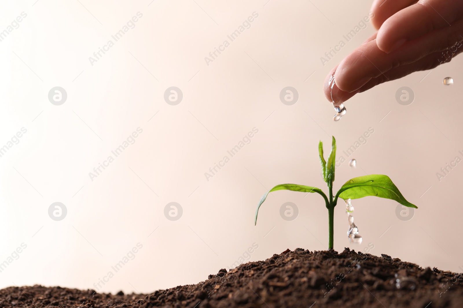 Photo of Woman pouring water on young seedling in soil against light background, closeup