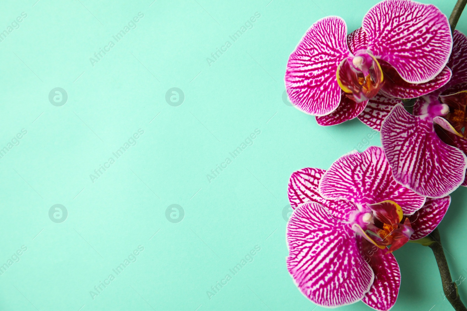 Photo of Branch with beautiful tropical orchid flowers on color background, top view. Space for text