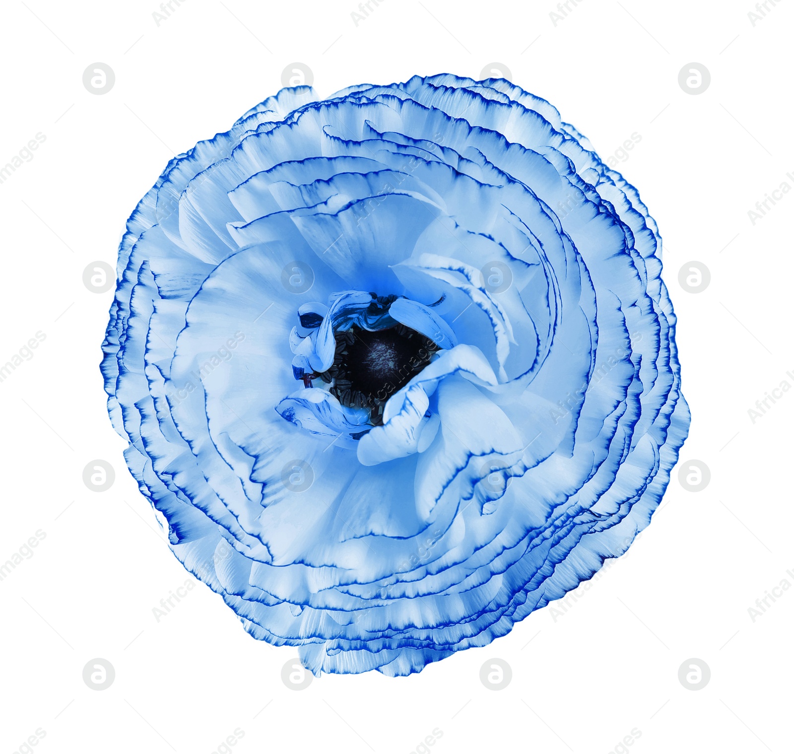 Image of Beautiful light blue ranunculus flower on white background