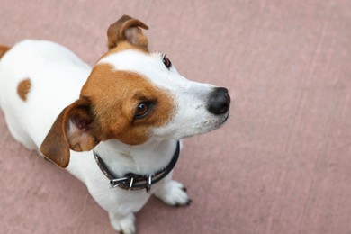 Photo of Beautiful Jack Russell Terrier in black leather dog collar outdoors. Space for text