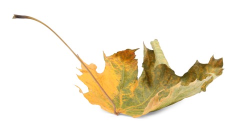 Autumn season. One maple leaf isolated on white