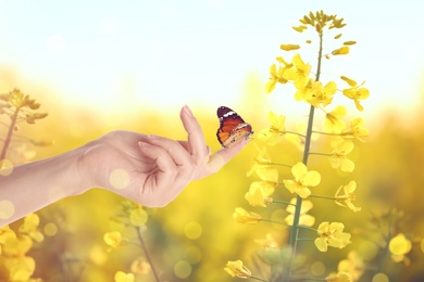 Woman holding beautiful plain tiger butterfly in flower field, closeup. Bokeh effect