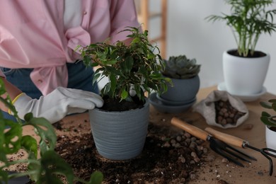 Photo of Woman planting beautiful houseplant at table indoors, closeup