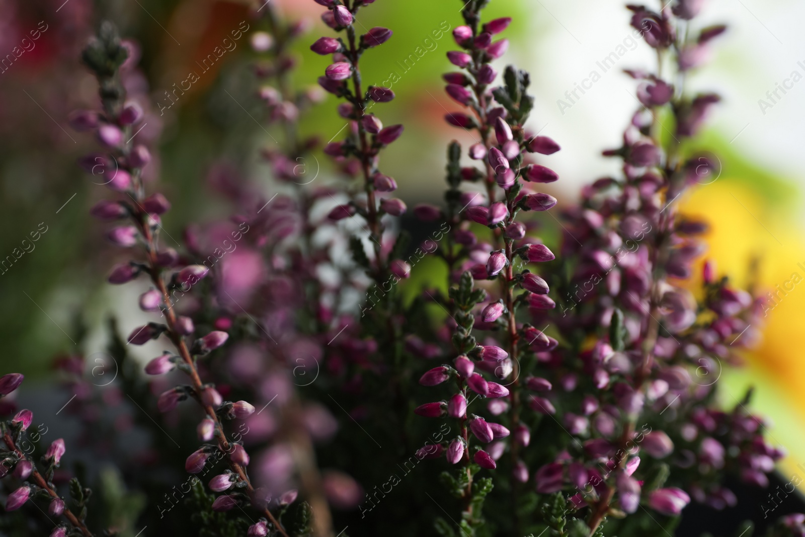 Photo of Heather shrub with beautiful flowers on blurred background, closeup