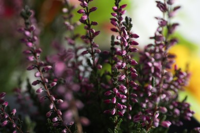 Heather shrub with beautiful flowers on blurred background, closeup