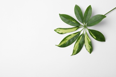 Leaf of tropical schefflera plant on white background, top view